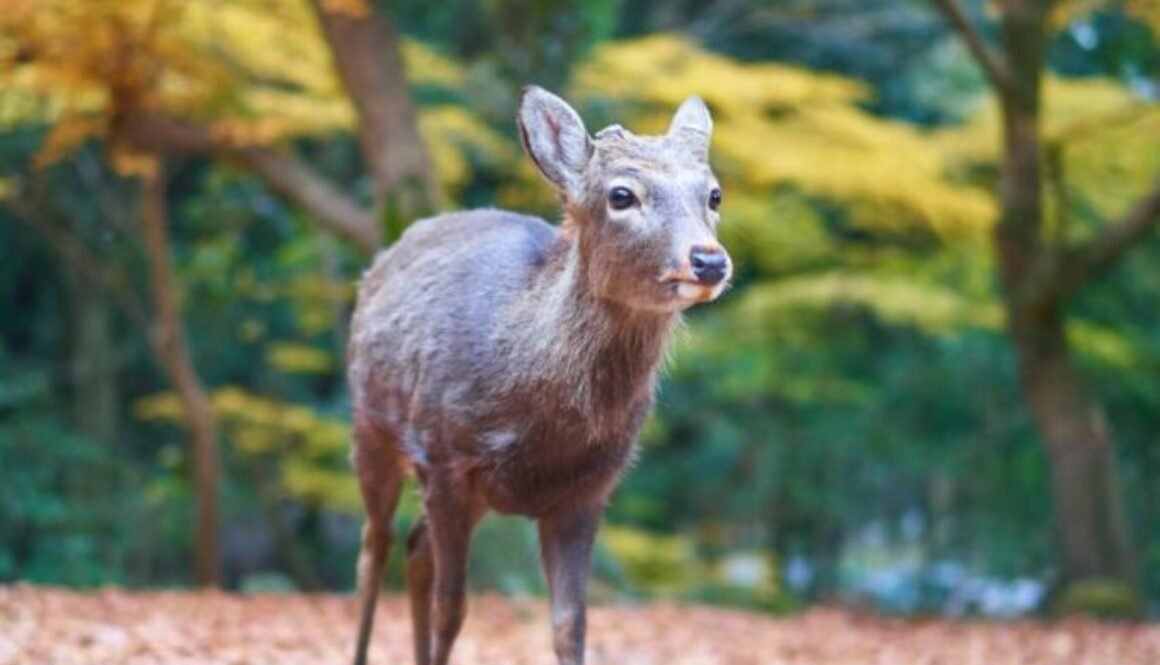 pexels-timo-volz-837240-1717887 (1)